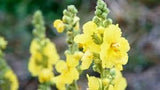 Mullein Leaf Dried Cut Sifted Wild Crafted 2oz The Bloomin Herb Shoppe Leaves Tea Caffeine Free, No Additives or Preservatives (2oz)