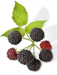 Virgin Extracts (TM) Premium Raw Freeze Dried Organic Black Raspberry Powder Extract Concentrate 16oz Pouch (5 X Stronger) Black Raspberry Powder