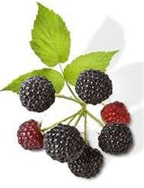 Virgin Extracts (TM) Premium Raw Freeze Dried Organic Black Raspberry Powder Extract Concentrate 16oz Pouch (5 X Stronger) Black Raspberry Powder