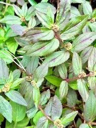 HERBS OF HEAVEN 100g Euphorbia Hirta Asthma Cut & Shifted - 100% Pure Natural Tea - Premium Quality for Brewing Herbal Tea