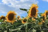 Semki Sunflower Seeds Roasted Classic Natural Product GMO Free 17.06 oz / 500 g Product of Ukraine (1 Pack)