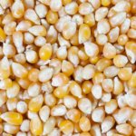 HI-POP Organic Yellow Butterfly Popcorn - Bulk 50lb Bag