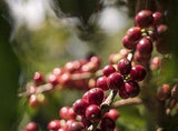FRENCH VANILLA ALMOND - COFFEE BEANS - 2 lbs