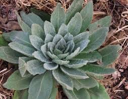 Mullein Leaf Dried Cut Sifted Wild Crafted 2oz The Bloomin Herb Shoppe Leaves Tea Caffeine Free, No Additives or Preservatives (2oz)