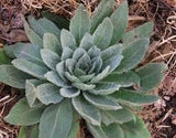 Mullein Leaf Dried Cut Sifted Wild Crafted 2oz The Bloomin Herb Shoppe Leaves Tea Caffeine Free, No Additives or Preservatives (2oz)