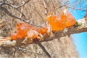 Gum Arabic Chunks - Premium Natural Acacia Resin - 100% Pure & Raw - For Crafts, DIY, Art, Incense Use - Non-GMO, No Additives (8 oz)