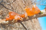 Gum Arabic Chunks - Premium Natural Acacia Resin - 100% Pure & Raw - For Crafts, DIY, Art, Incense Use - Non-GMO, No Additives (8 oz)