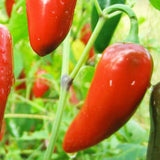 Magic Plant Red Jalapeno Pepper Powder - Fine Ground Red Jalapeno Chili Powder (5 LB) - Mexican Cuisine Staple | Mild - Medium Heat | Add to any Dish