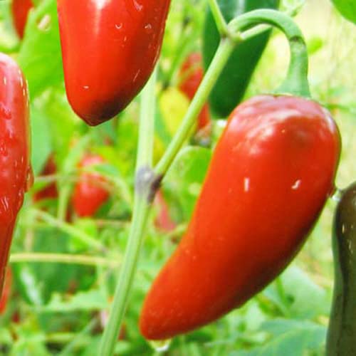 Magic Plant Red Jalapeno Pepper Powder - Fine Ground Red Jalapeno Chili Powder (5 LB) - Mexican Cuisine Staple | Mild - Medium Heat | Add to any Dish