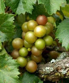 ISON'S SCUPPERNONG WHITE JUICE