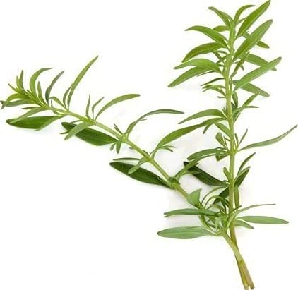 Hyssop - Hyssopus officinalis Loose Leaf c/s 100% from Nature (4 oz)