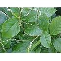 Anamu Leaves/Guinea Hen Leaves (6 Oz)/Organic Anamu Leaves