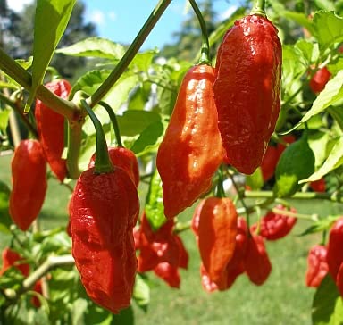 Red Bhut Jolokia Ghost Pepper Flakes by Magic Plant, 1Lb Bulk - 800K-1M SHU | Fruity Superhot Flavor | Add Intense Heat to Any Meal