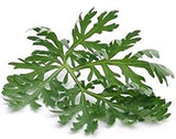 Wormwood - Artemisia absinthium Loose Leaf by Nature Tea (4 oz)