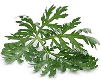 Wormwood - Artemisia absinthium Loose Leaf by Nature Tea (4 oz)
