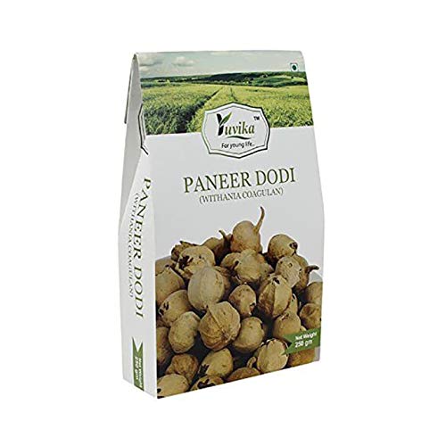 Yuvika Paneer DODI - Paneer Ke Phool - Withania Coagulan Packet of 250 gm Pack