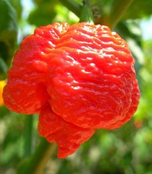 Red 7 Pot Brain Strain Pepper Powder by Magic Plant, 1 Lb Bulk - 1M-1.9M SHU | Intense Fruity Sweet Superhot Heat | Fine Ground Caribbean Chili