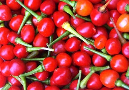 Wiri Wiri Chili Pepper Mash (Hot Cherry Bomb) by Magic Plant - Explore Exotic South American Flavors - Medium Heat Tasty Fruity Flavor - Make