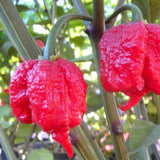 Extremely Hot Chipotle Smoked Carolina Reaper Pepper Mash by Magic Plant- 1.4M - 2.2M SHUs - Deep Smokey Heat - Hints of Fruity Flavor - Add to any