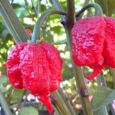 Magic Plant Red Carolina Reaper Pepper Mash, 1 Lb Bulk - 1.5M to 2M (SHUs) Hottest Fermented Reaper Mash for Cooking, Maranades, Hot Sauce and More