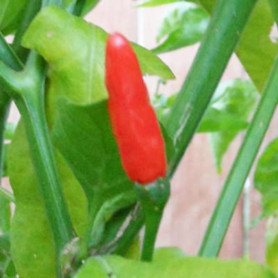 1 KG (35 OZ) Fiery Farms African Birds Eye Dry Chili Pepper Pods (Birdseye or Piri Piri) Non-GMO