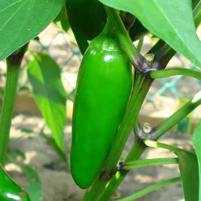 Green Jalapeno Pepper Powder by Magic Plant, 5 LB Bulk - Fine Ground Chili - Popular and Versatile | Staple in Mexican Cuisine | Mild - Medium Heat |