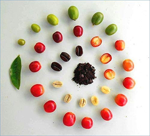 Single Origin Costa Rican Cascara Tea - Superfruit Dried Coffee Fruit - SuperFood Dried Coffee Berries/Cherries - 4oz Bag