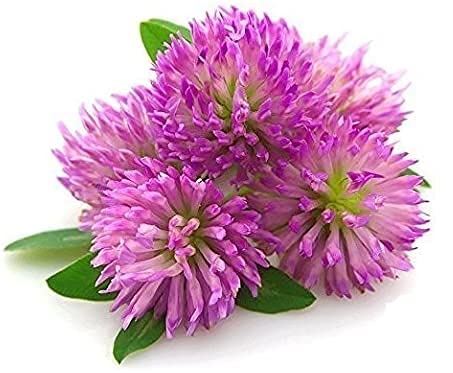 Red Clover Tops - Dried Trifolium pratense Flower C/S by Nature Tea (4 oz)