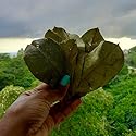 Jamaican Soursop Leaves (Annona muricata) 1 oz, Organic, Dried, Guanabana, Graviola Loose Leaf Tea, Origin: Jamaica