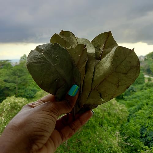 Jamaican Soursop Leaves (Annona muricata) 1 oz, Organic, Dried, Guanabana, Graviola Loose Leaf Tea, Origin: Jamaica