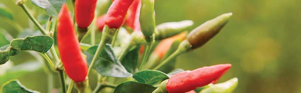 Mendez Creamy Pepper Sauce With Olive Oil and Honey 3oz