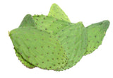 Nopal Cactus Powder, 56 Grams, Opuntia Streptacantha Herbal Tea - Resealable Bag