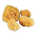 Hermit Crab Natural SEA Sponge SPONGES - for Cage & Water Dish - Multiple Sizes (2 INCH - 3 INCH Size)