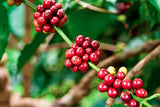 Single Origin Costa Rican Cascara Tea - Superfruit Dried Coffee Fruit - SuperFood Dried Coffee Berries/Cherries - 4oz Bag