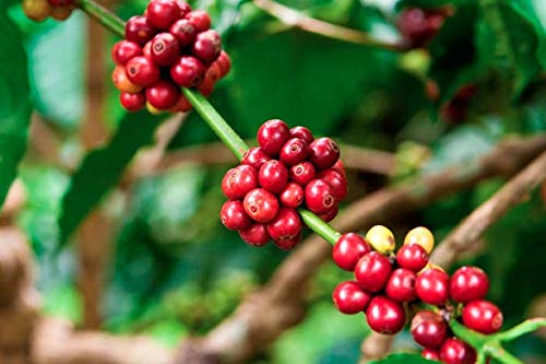 Single Origin Costa Rican Cascara Tea - Superfruit Dried Coffee Fruit - SuperFood Dried Coffee Berries/Cherries - 4oz Bag