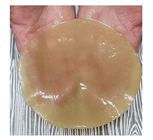 Extra Large Kombucha SCOBY With 12 Ounces - 1.5 Cups of Starter Tea Live Culture Basic Starter Kit Makes 1 Gallon