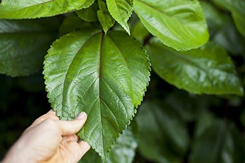 Mauifarmacy Grown Mamaki Tea - Hawaii Nettle Pipturus Albidus