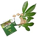 Natural Mayan Chewing Gum "Chicza" - Box Of 10 x 12 Mint Gums