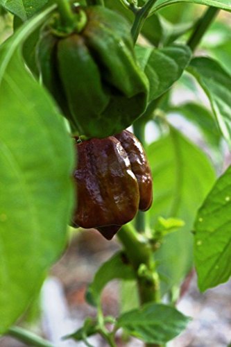 50 Jamaican Scotch Bonnet Pepper Seed (Chocolate Strain) NOT Regular Habanero