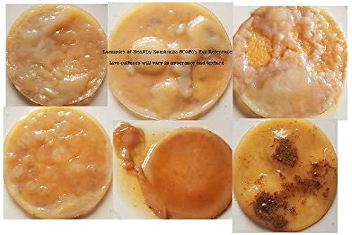 Extra Large Kombucha SCOBY With 12 Ounces - 1.5 Cups of Starter Tea Live Culture Basic Starter Kit Makes 1 Gallon