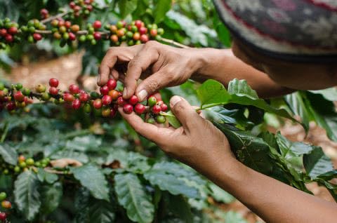 Kafe Lokal Haitian Ground Coffee 9oz - Premium 100% Arabica Dark Roast Coffee, Caribbean Mountain Coffee, Rich Aroma & Smooth Flavor