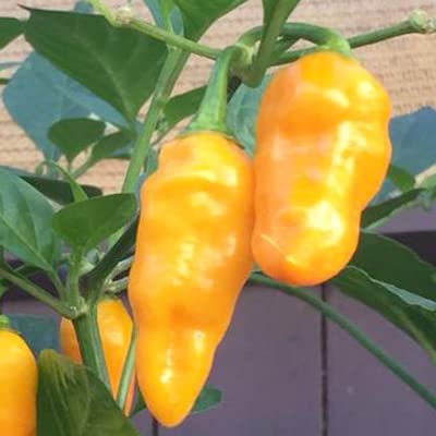 Orange Datil Pepper Powder by Magic Plant, 1 Kg Bulk - 200K-400K SHU | Rare Sweet Heat with Tangy Fruity Flavor | Pure Fine Ground Chili for Creative