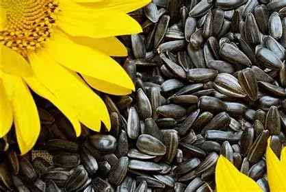 Semki Sunflower Seeds Roasted Classic Natural Product GMO Free 17.06 oz / 500 g Product of Ukraine (1 Pack)