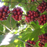 Gobena Coffee 2lb Fair Trade Organic Certified Guatemalan Whole Bean Medium Roast, 100% Arabica Specialty Coffee, 32 ounces, 2 pounds, Bulk