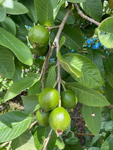 Torero Fresh Guava Leaves from Trees Grown in South Florida - 2 oz (Approx. 20 to 25 Leaves) - No pesticides or Chemical Sprays/No Reimbursement or