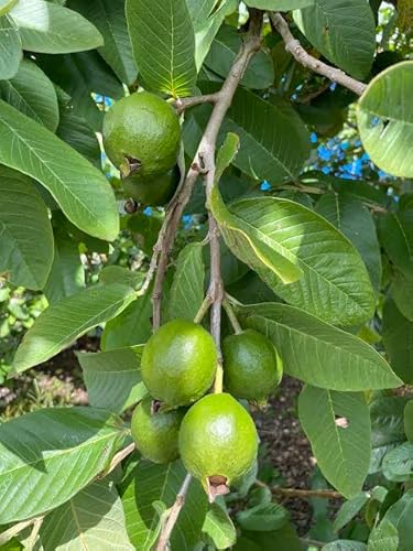 Torero Fresh Guava Leaves from Trees Grown in South Florida - 2 oz (Approx. 20 to 25 Leaves) - No pesticides or Chemical Sprays/No Reimbursement or