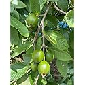 Torero Fresh Guava Leaves from Trees Grown in South Florida - 2 oz (Approx. 20 to 25 Leaves) - No pesticides or Chemical Sprays/No Reimbursement or