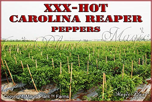 MASH Carolina Reaper Pepper,9 oz