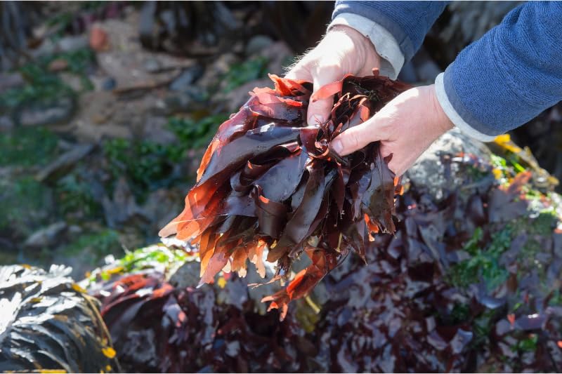 Celeryjus Dulse Whole Leaf, 16 oz, Hand-Harvested from Maine, USA