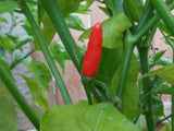 African Birds Eye (Piri Piri) Chili Pepper Mash by Fiery Farms - Bulk (5 Gal) Bring Heat, Exotic Fruity - Sweet Flavors (approx 175K SHUs) Fresh